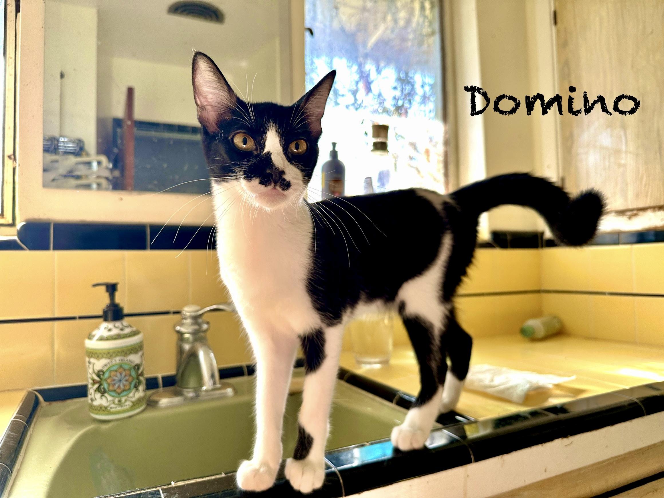 Bandit and Domino
