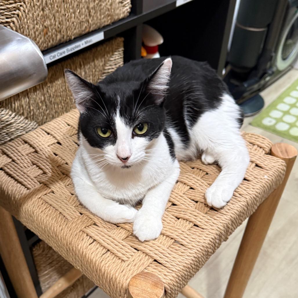 Enlarge Bud, a Adoptable Domestic Short Hair in Tustin, CA image 1/2