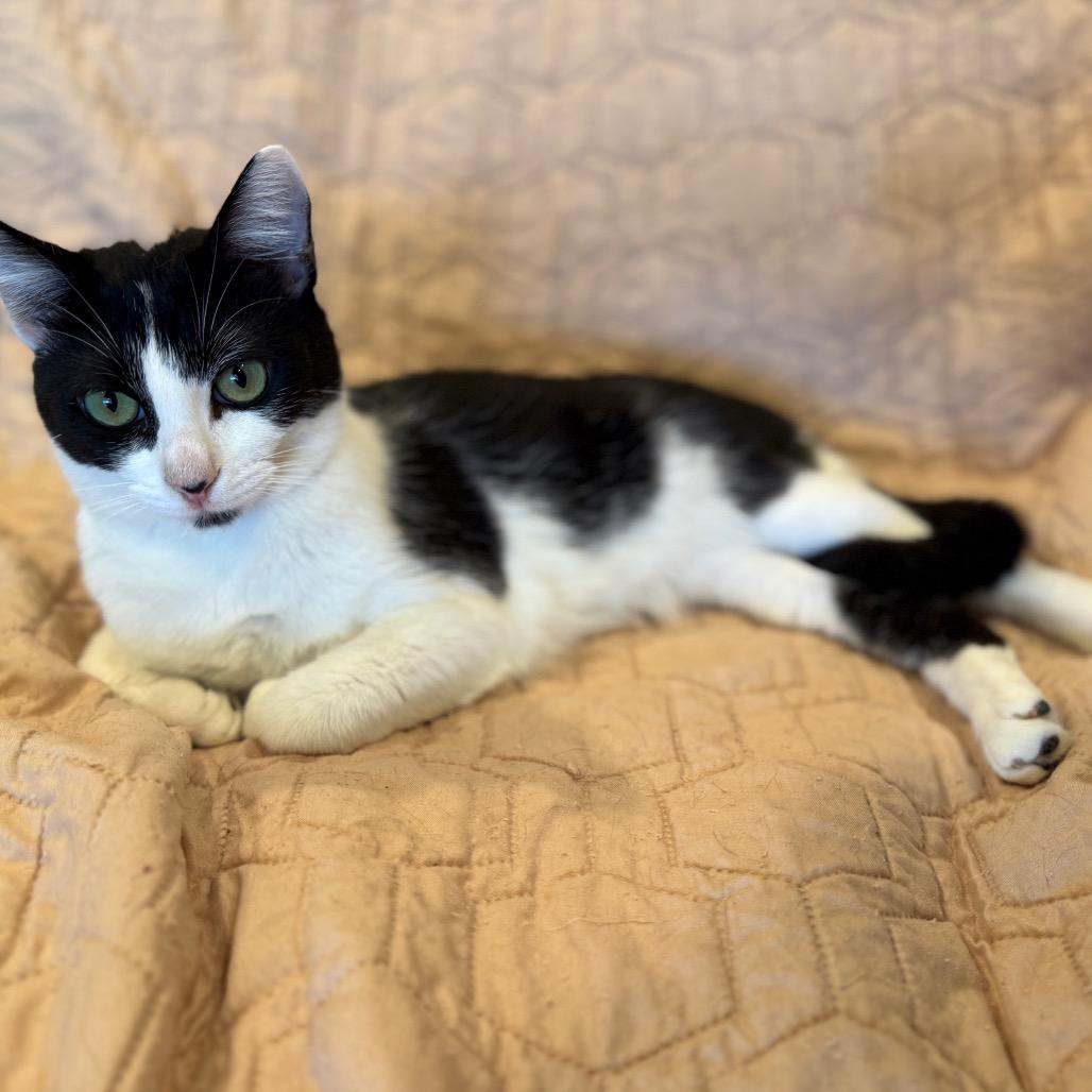 Bud, a Adoptable Domestic Short Hair in Tustin, CA image 2/2