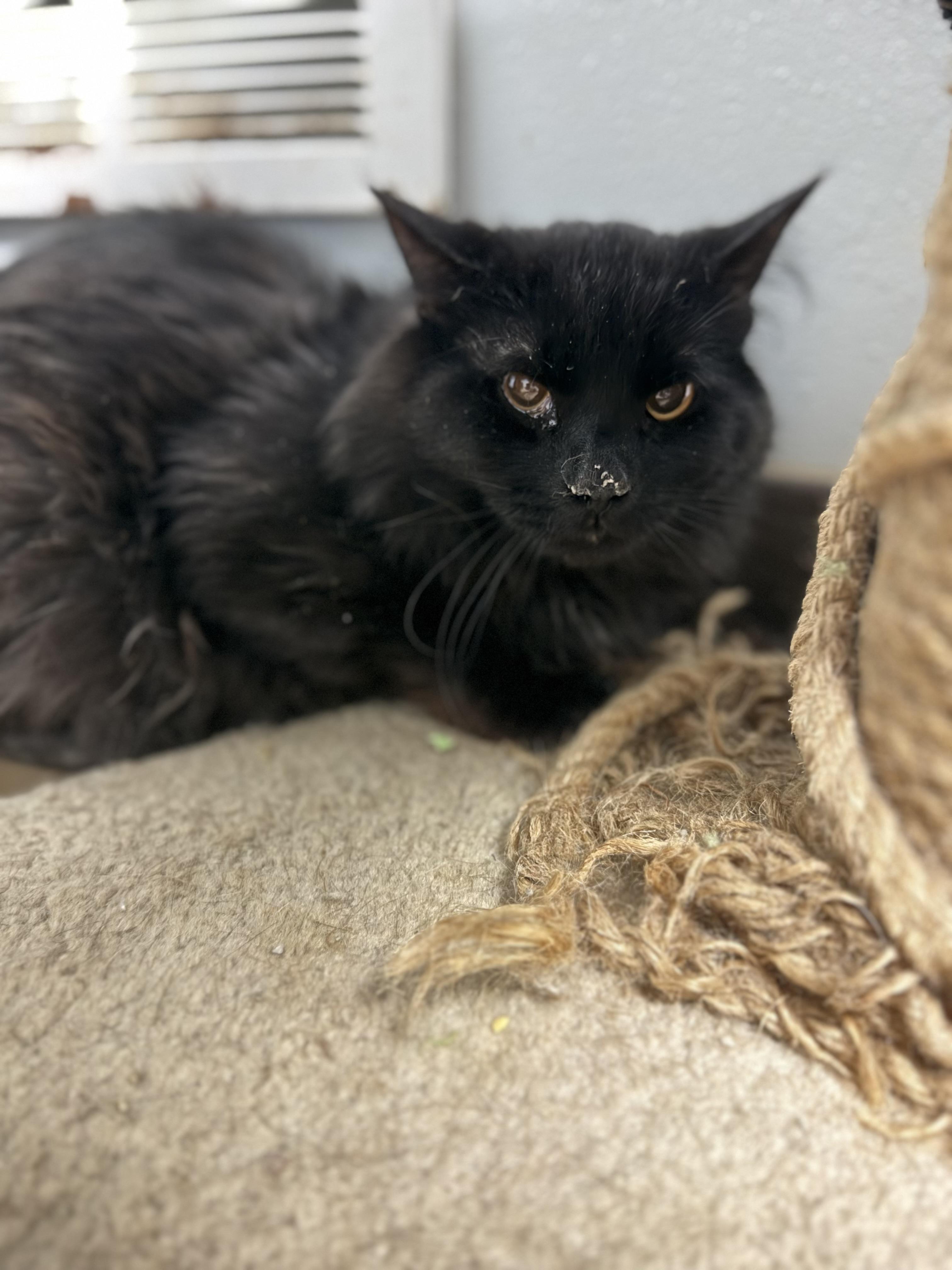 Nickel, ADOPTABLE, Adult Male Domestic Long Hair.