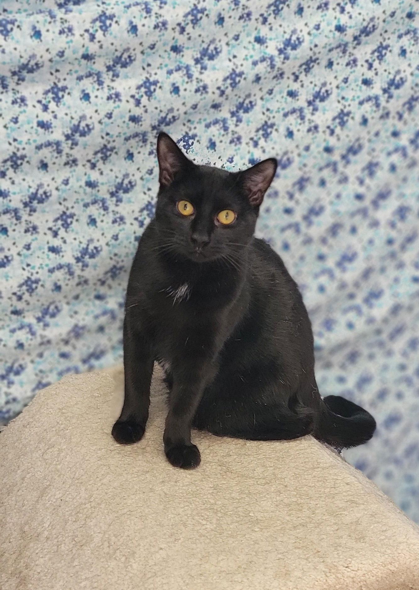 Mica, a Adoptable Domestic Short Hair in Hollywood, MD image 1/2