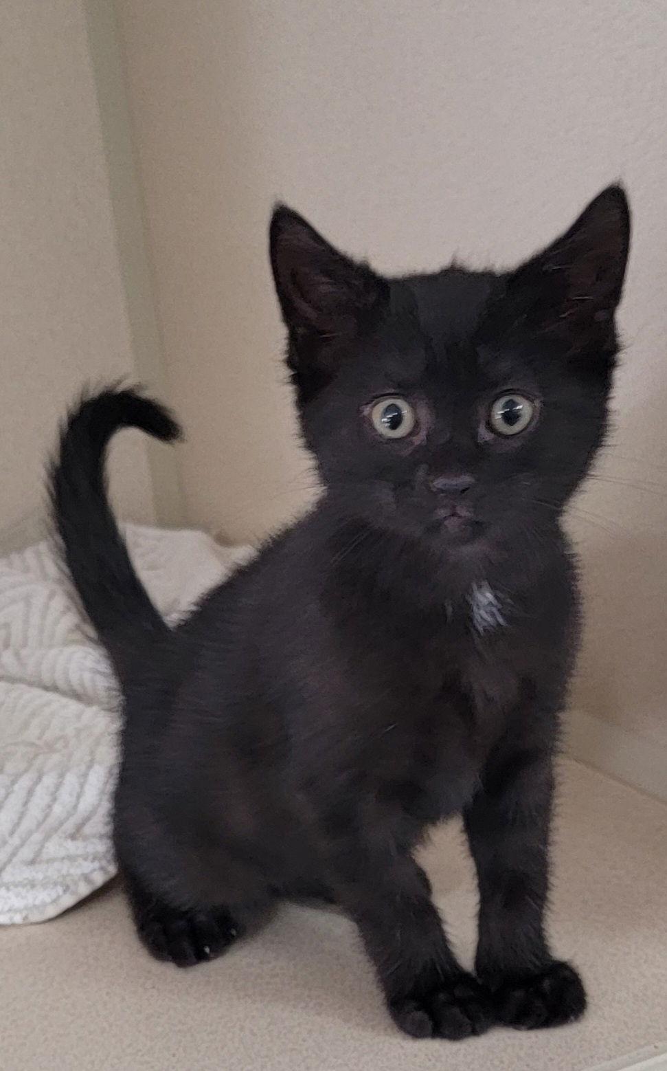 Mica, a Adoptable Domestic Short Hair in Hollywood, MD image 2/2