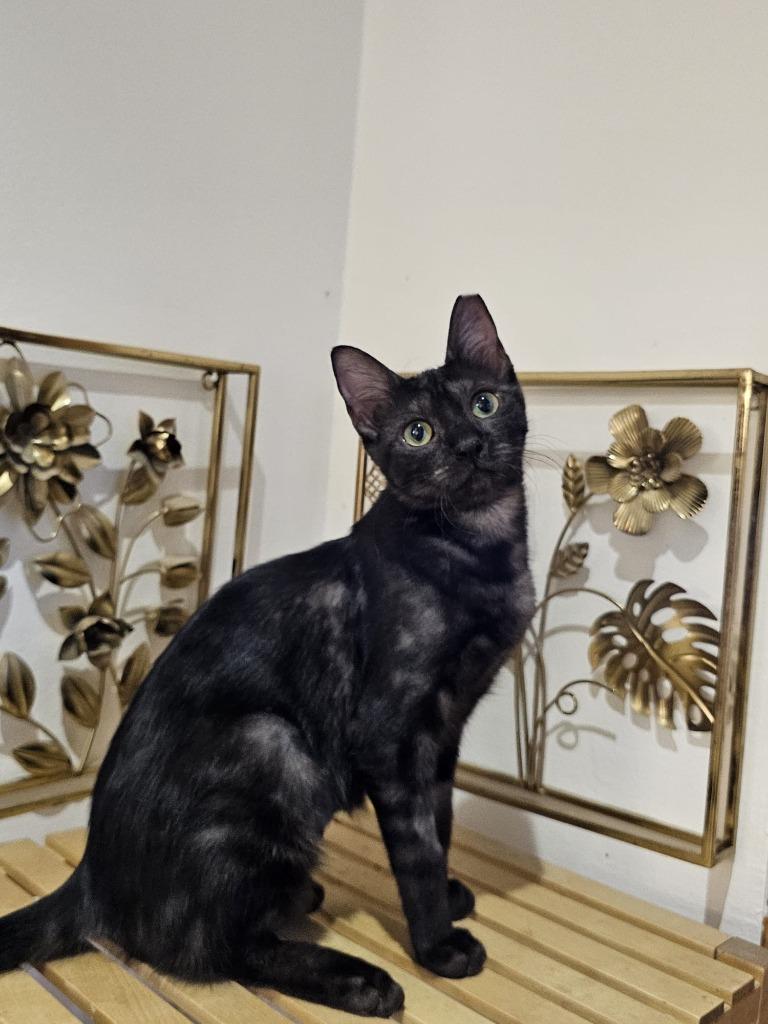 Esme, Adoptable, Kitten Female Domestic Short Hair.