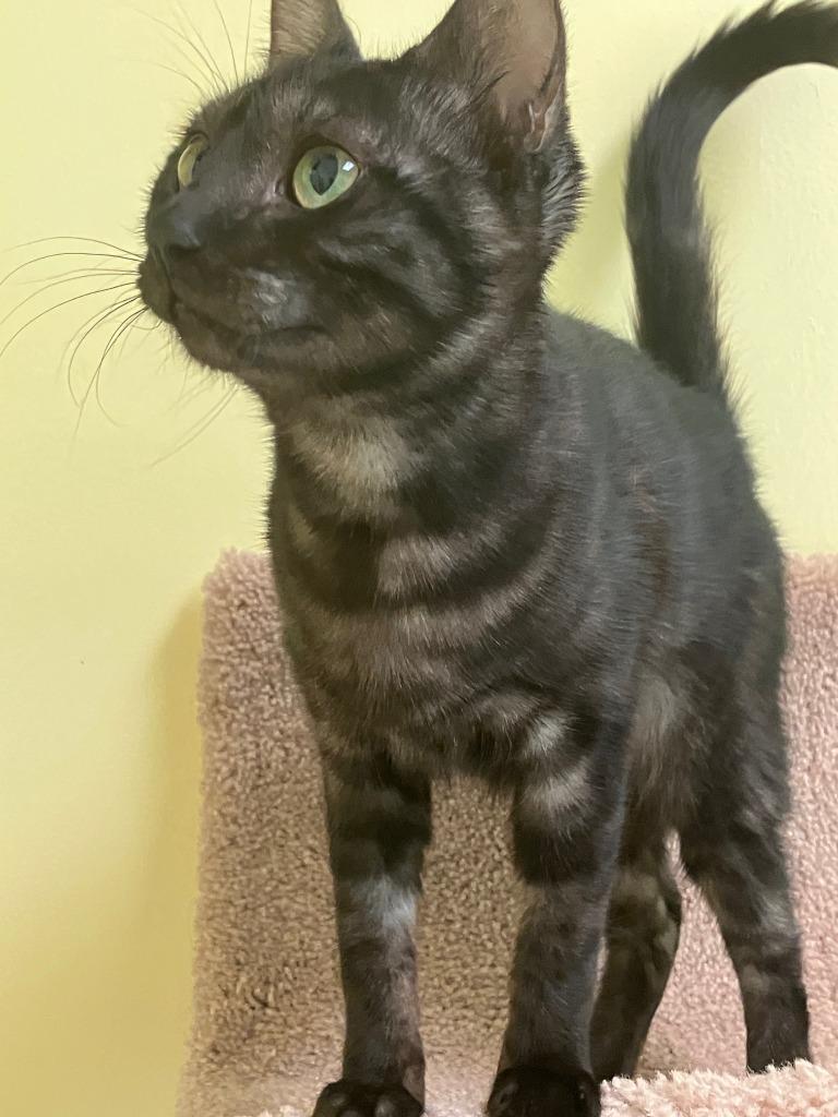 Enlarge Esme, a Adoptable mixed breed in Lunenburg, MA image 2/2