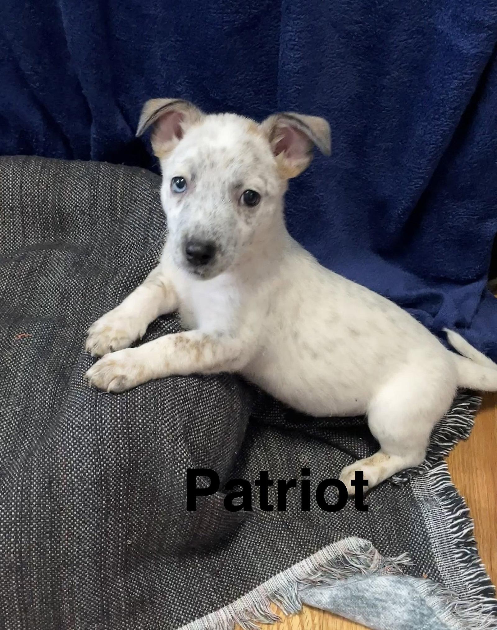 Patriot, Adopted, Puppy Male Australian Cattle Dog / Blue Heeler & Chihuahua.