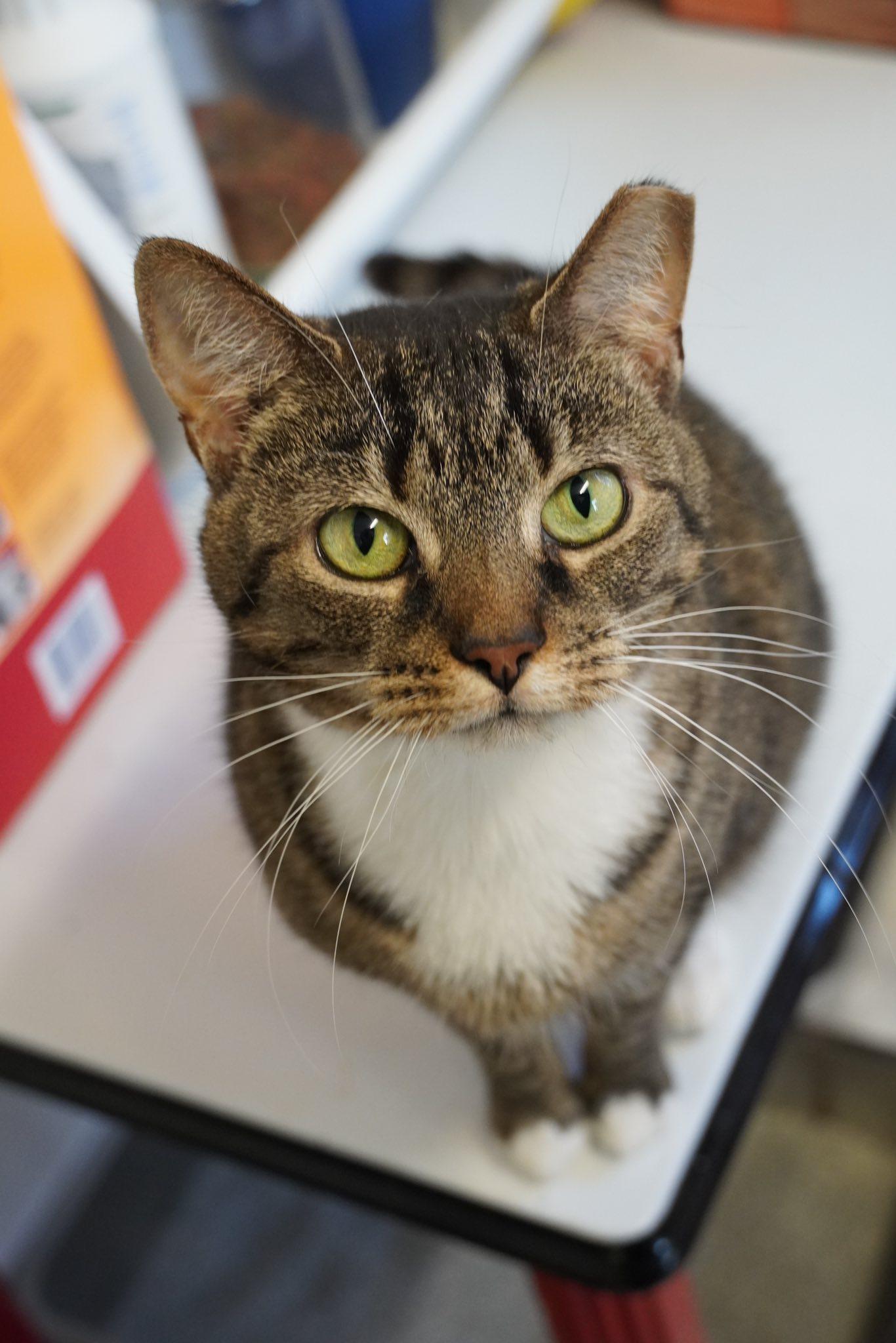 Enlarge Elissa, a Adoptable mixed breed in Hershey, PA image 3/6