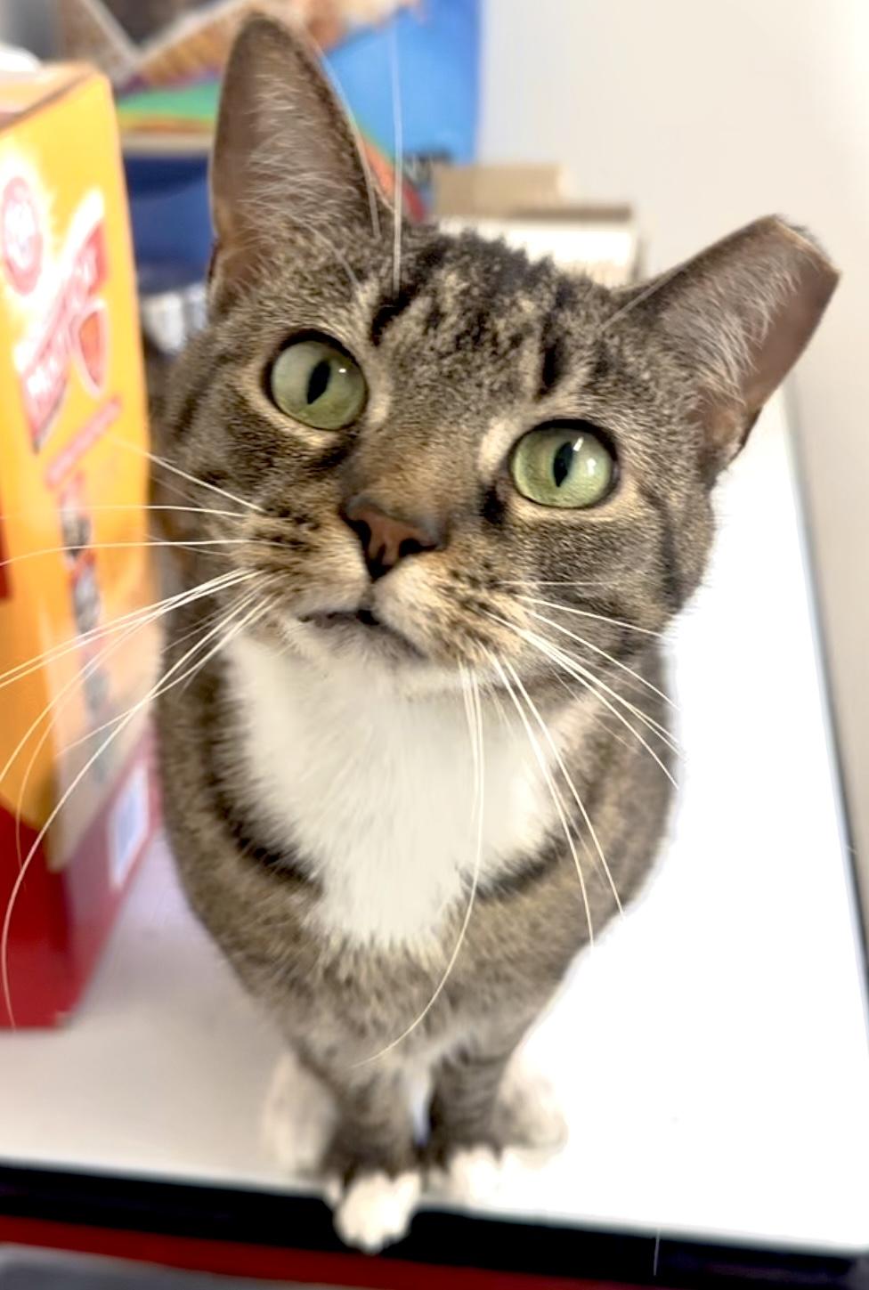 Enlarge Elissa, a Adoptable mixed breed in Hershey, PA image 4/6