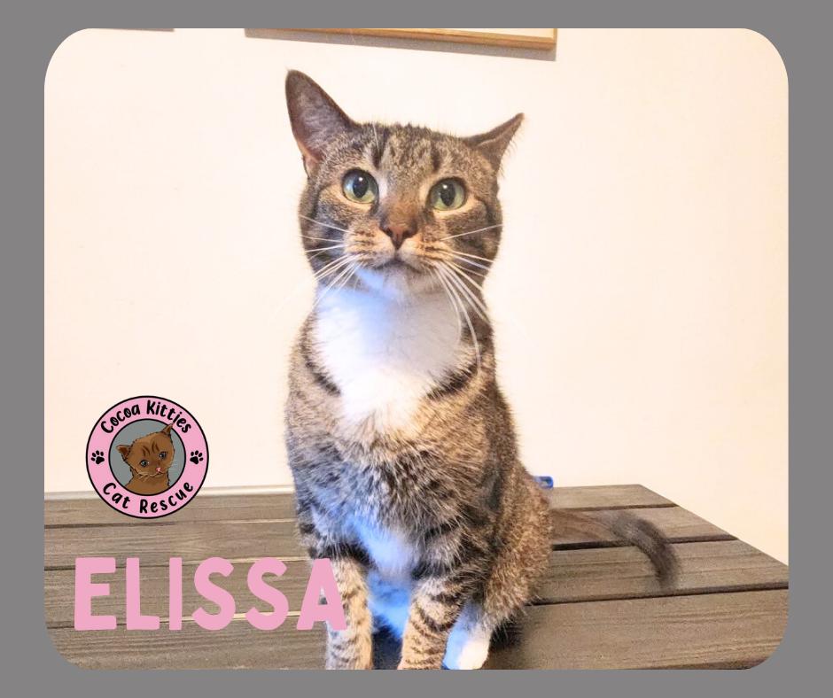 Enlarge Elissa, a Adoptable mixed breed in Hershey, PA image 6/6