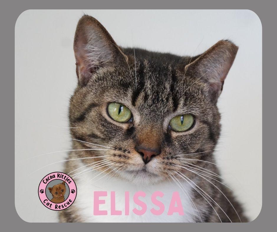 Elissa, Adoptable, Young Female Domestic Short Hair.