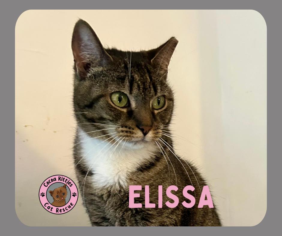 Enlarge Elissa, a Adoptable mixed breed in Hershey, PA image 5/6