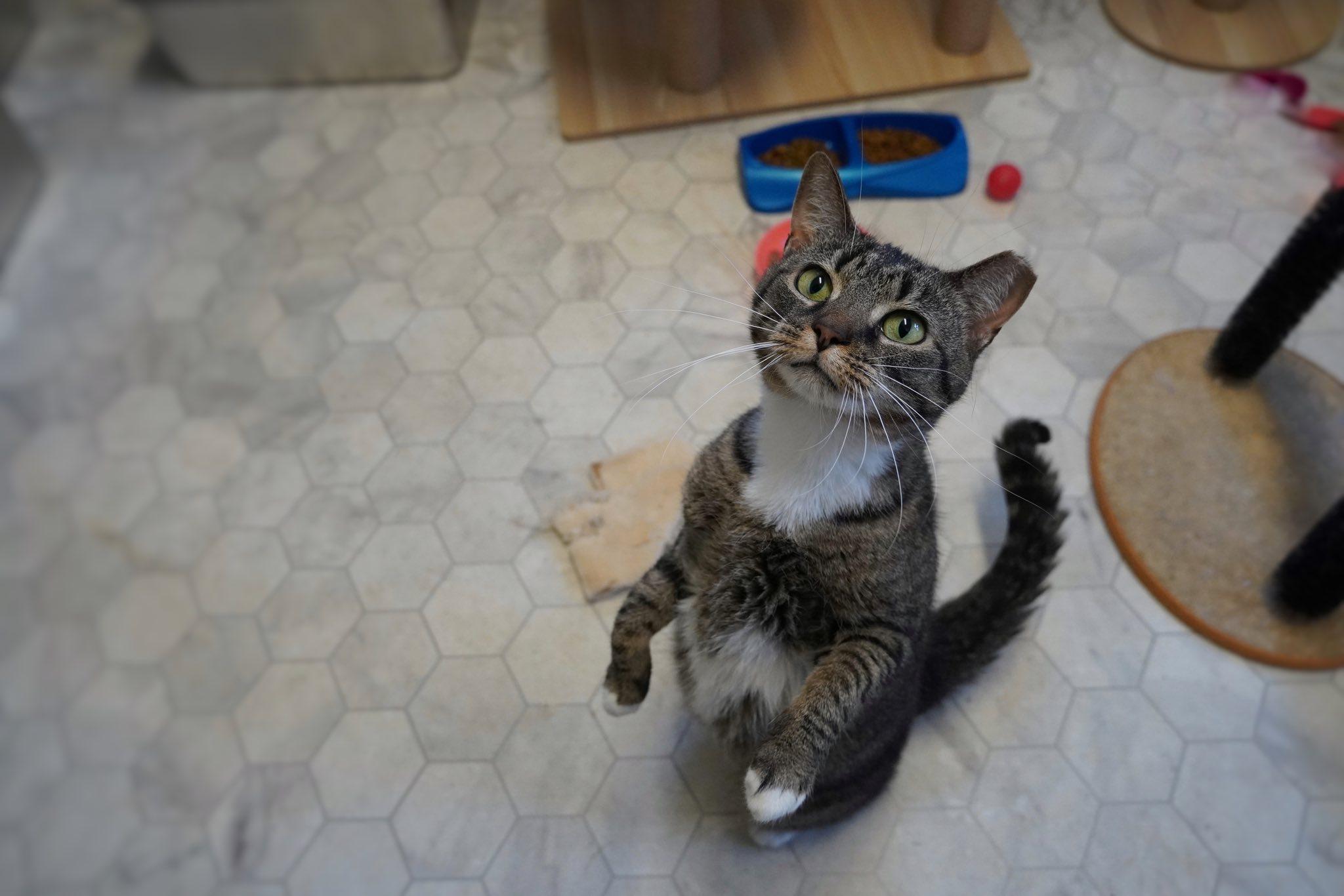 Enlarge Elissa, a Adoptable mixed breed in Hershey, PA image 2/6