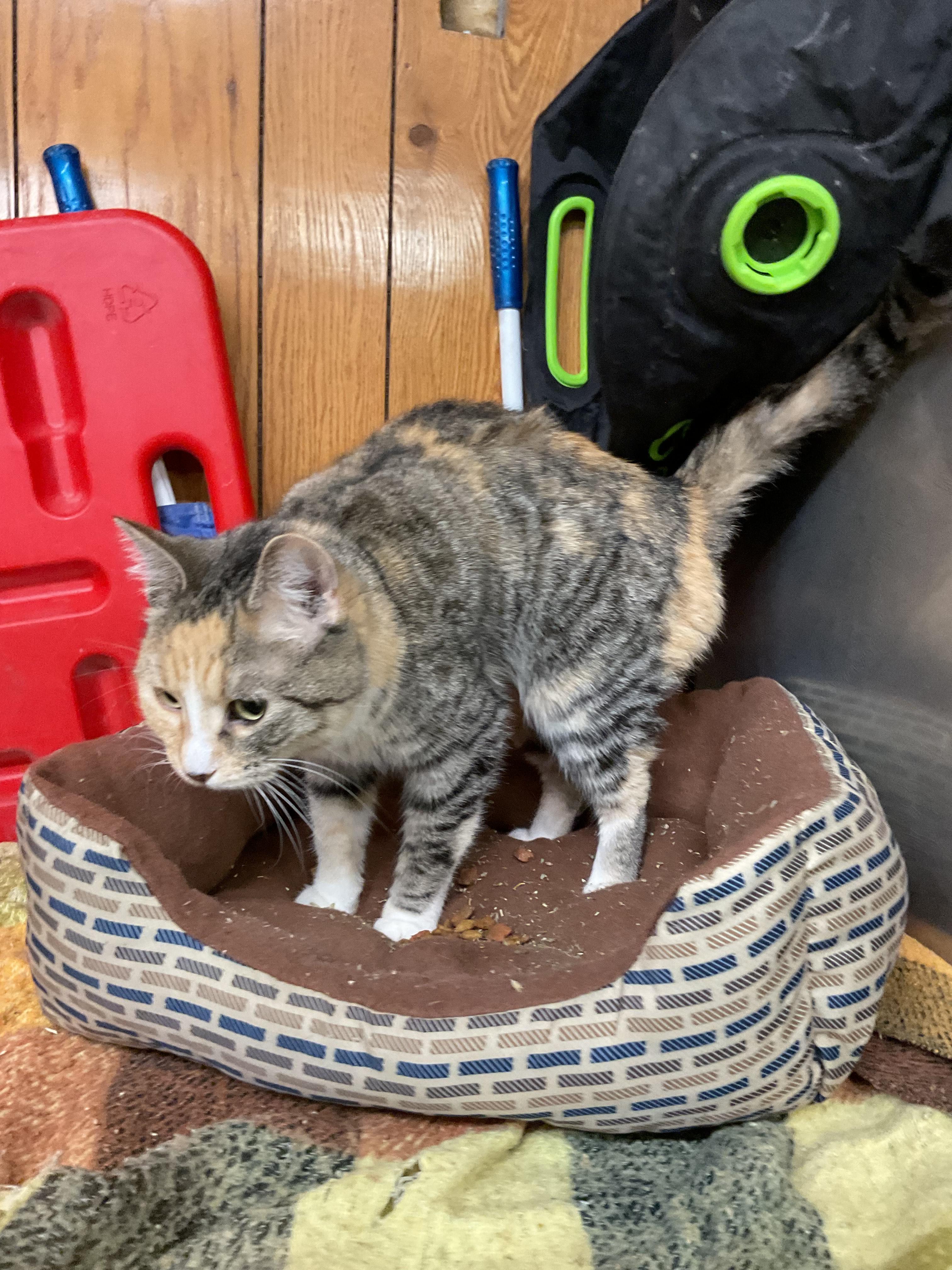Enlarge Spice, a ADOPTABLE Domestic Medium Hair in Fort Madison, IA image 1/5