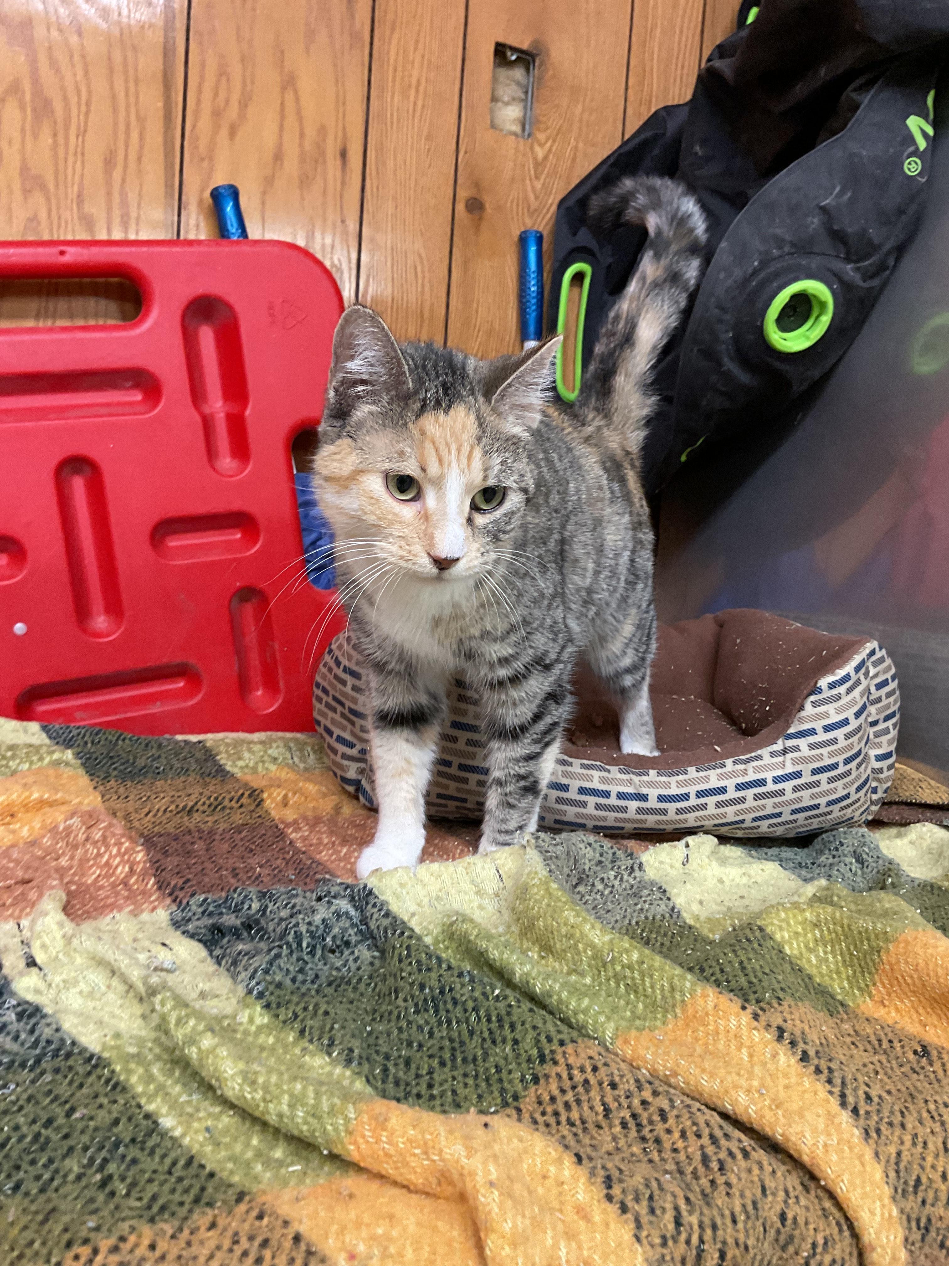 Spice, ADOPTABLE, Young Female Domestic Medium Hair.