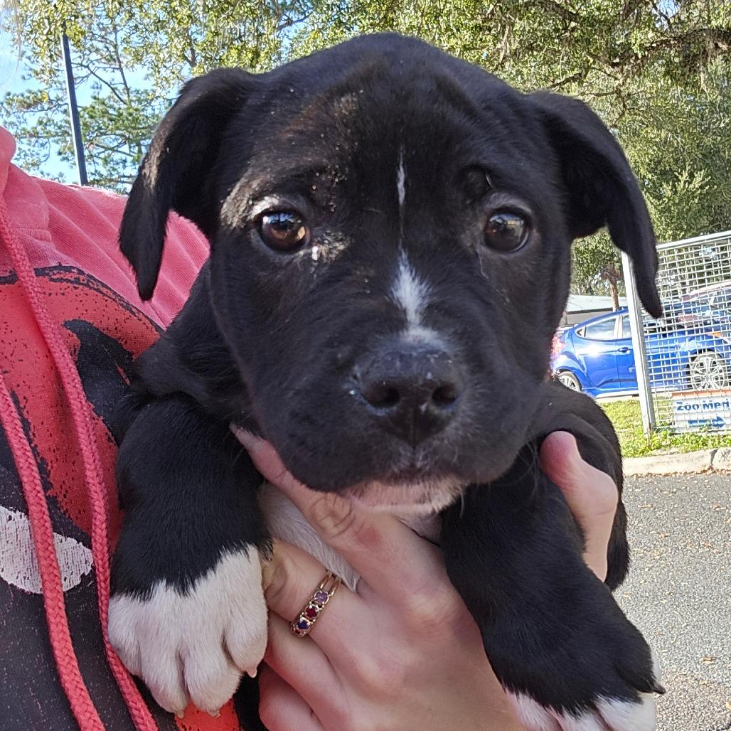 Enlarge Rolls-Royce, a Adoptable Mixed Breed in Williston, FL image 1/4