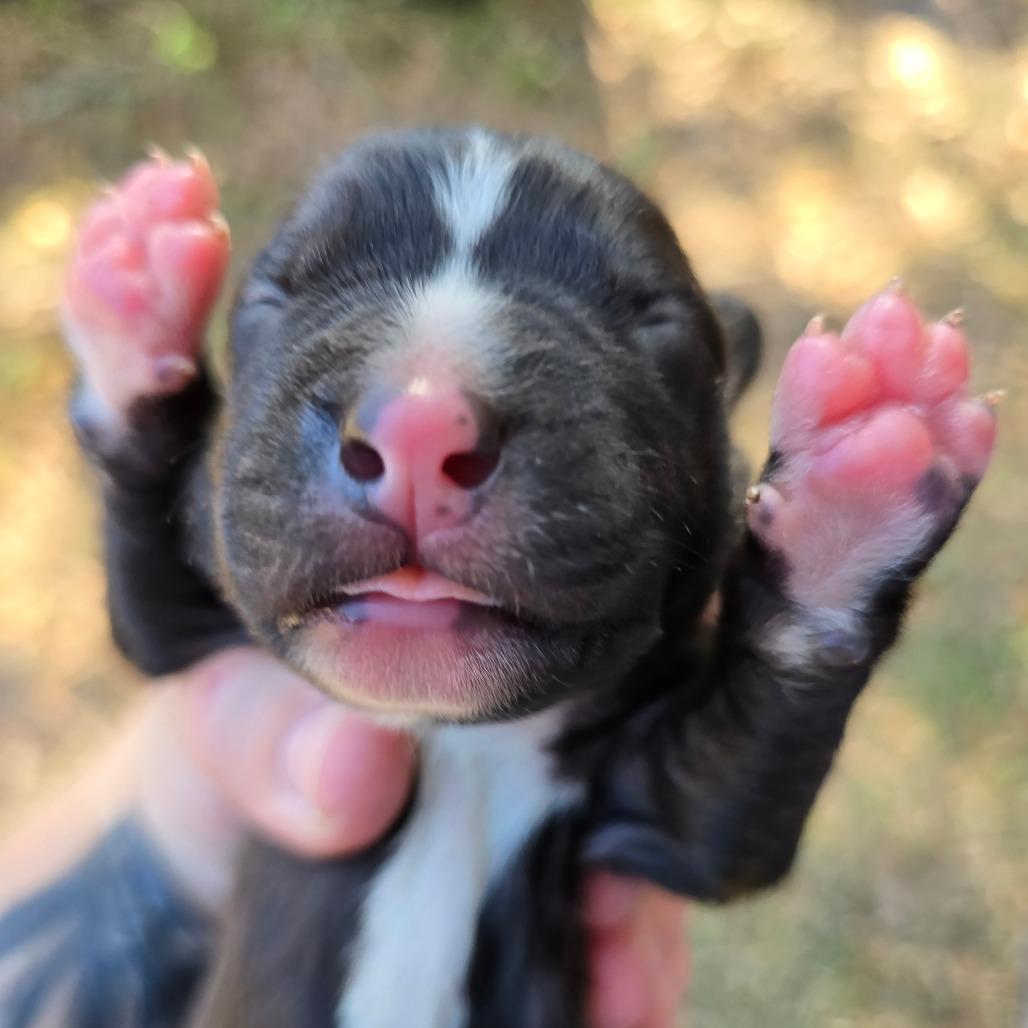Enlarge Rolls-Royce, a Adoptable Mixed Breed in Williston, FL image 2/4