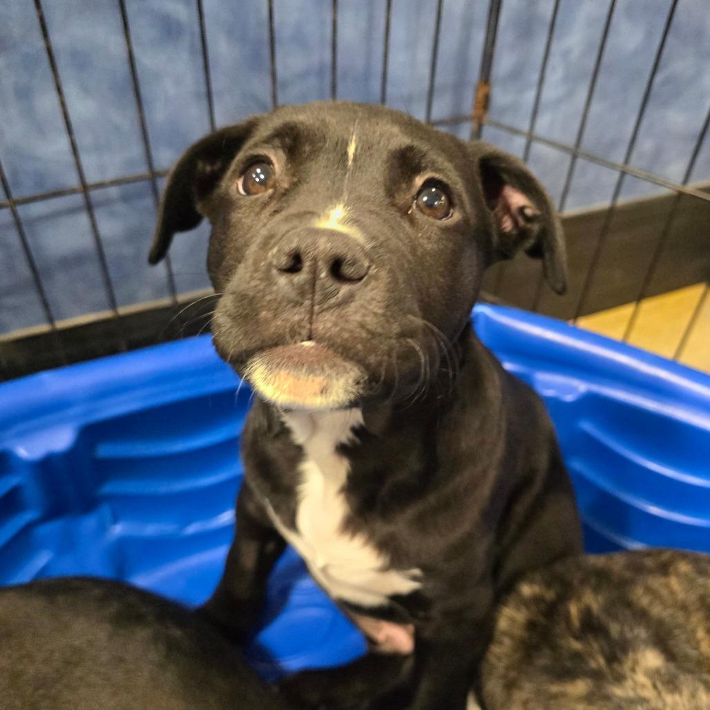 Enlarge Rolls-Royce, a Adoptable Mixed Breed in Williston, FL image 3/4