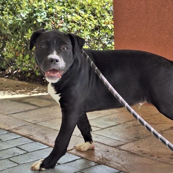 Enlarge Rolls-Royce, a Adoptable Mixed Breed in Williston, FL image 4/6