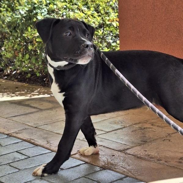 Enlarge Rolls-Royce, a Adoptable Mixed Breed in Williston, FL image 5/6