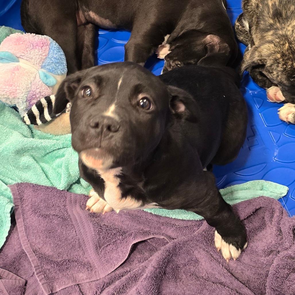 Enlarge Rolls-Royce, a Adoptable Mixed Breed in Williston, FL image 4/4