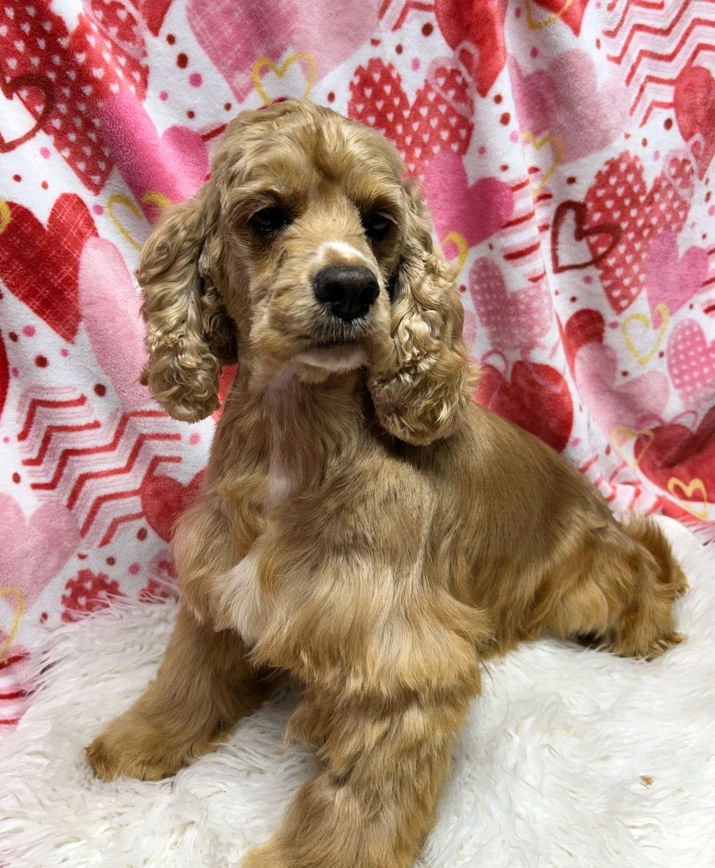 Enlarge SUZIE (Ohiosdrescue@gmail.com), an adopted Cocker Spaniel in Rossford, OH image 2/3
