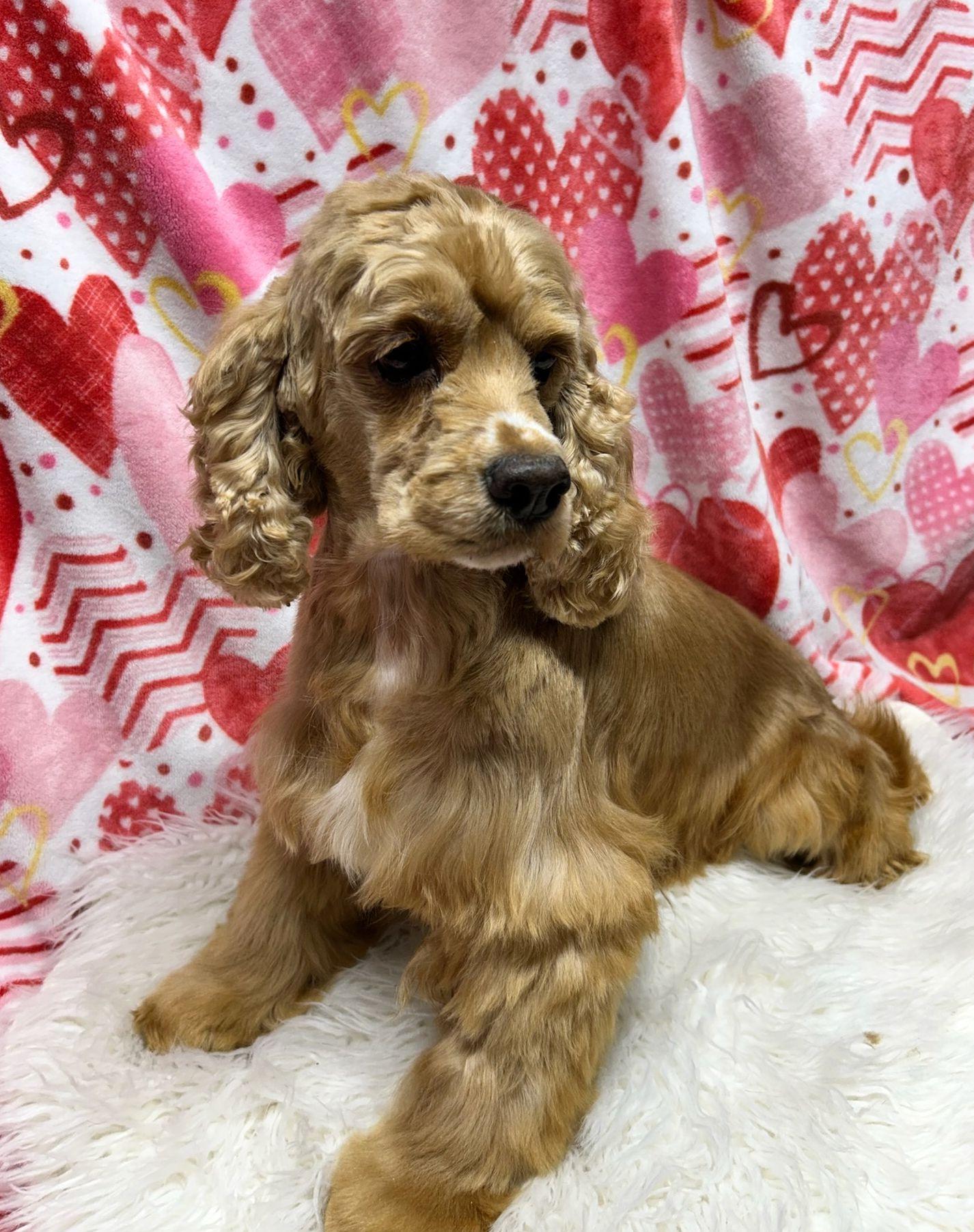 Enlarge SUZIE (Ohiosdrescue@gmail.com), an adopted Cocker Spaniel in Rossford, OH image 3/3