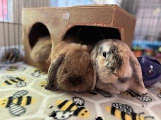 Piglet & Shamrock, Adoptable, Adult Male Mini Lop.
