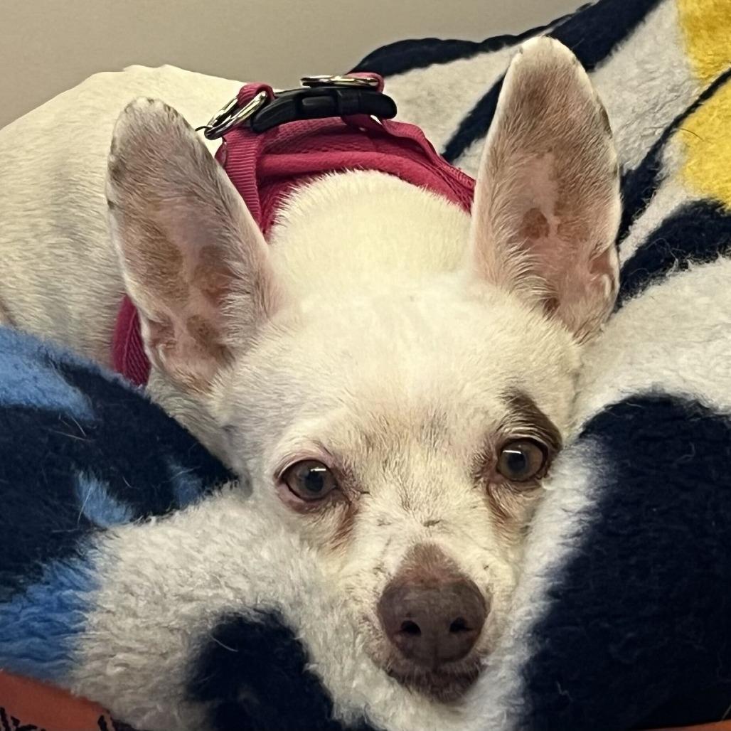Barbie Girl 14519, Adoptable, Senior Female Terrier.