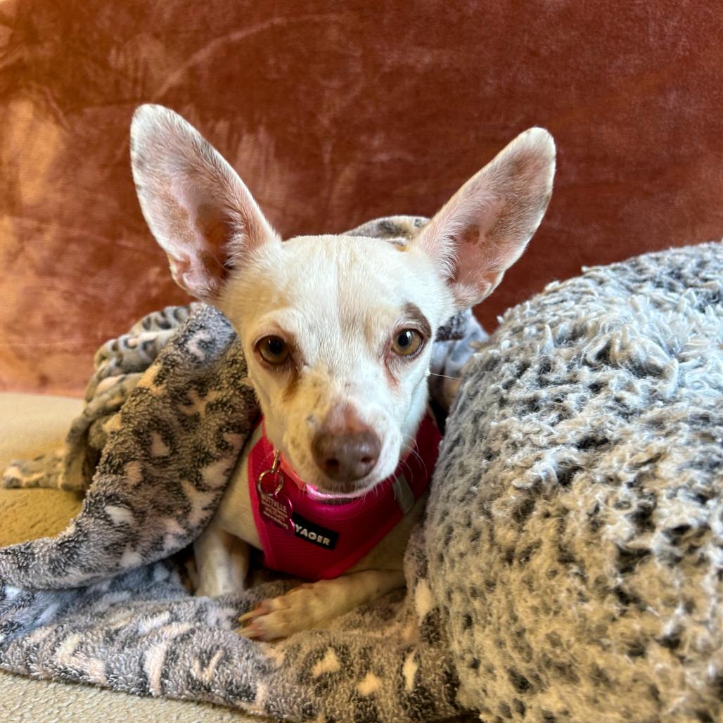 Enlarge Barbie Girl 14519, a Adoptable Terrier in San Francisco, CA image 2/6