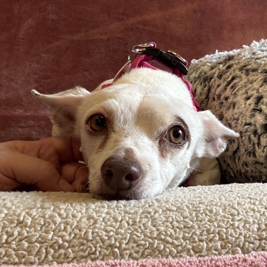Enlarge Barbie Girl 14519, a Adoptable Terrier in San Francisco, CA image 3/6