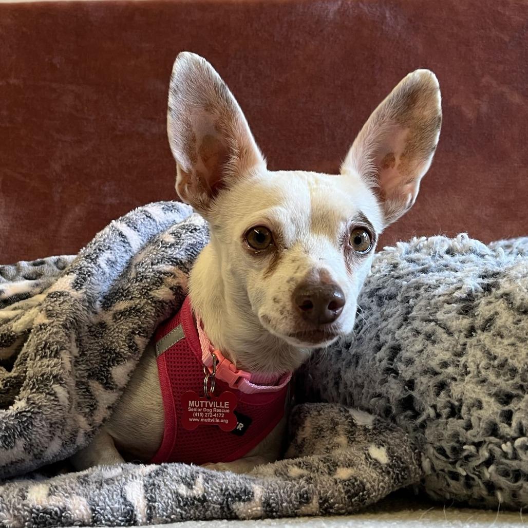 Enlarge Barbie Girl 14519, a Adoptable Terrier in San Francisco, CA image 4/6