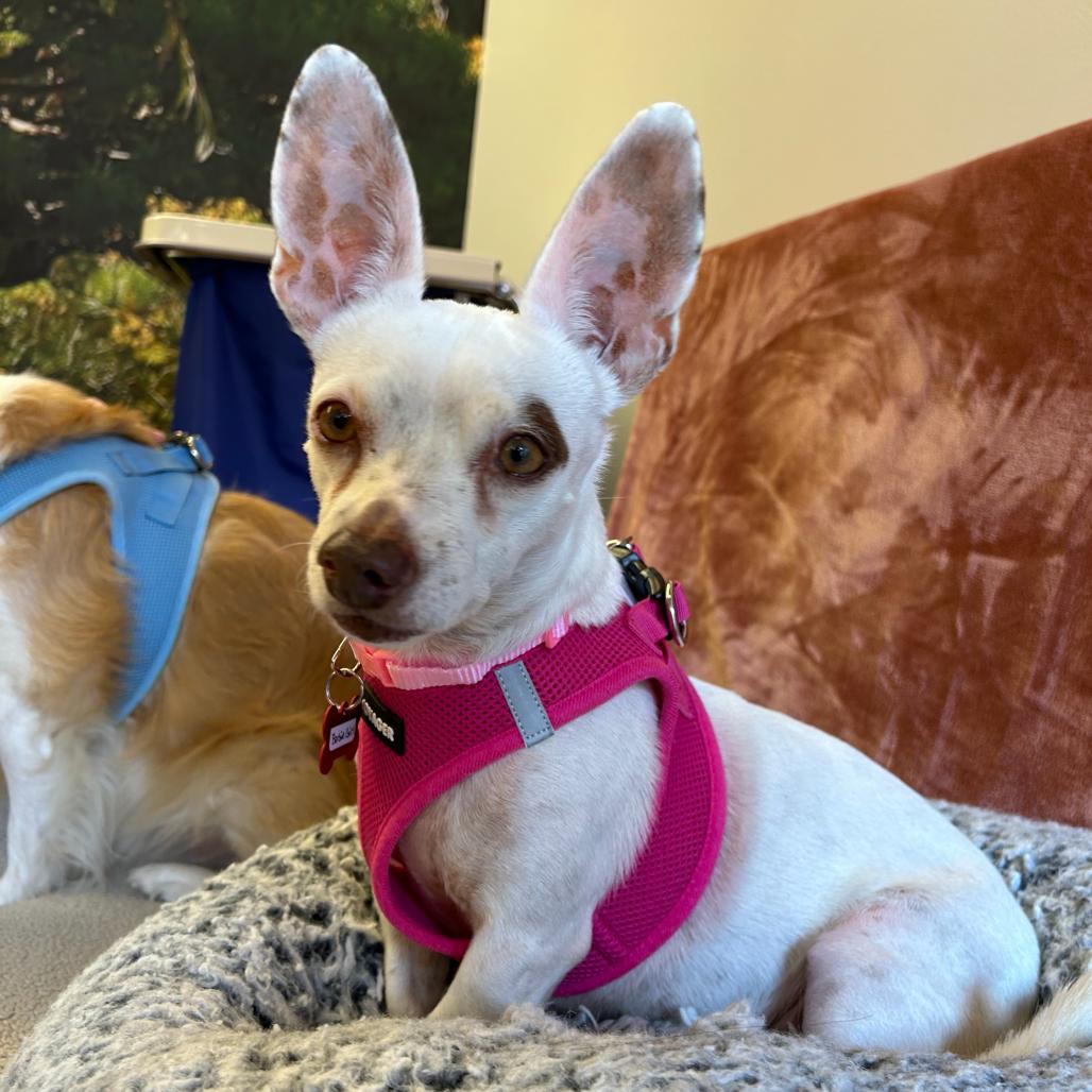 Enlarge Barbie Girl 14519, a Adoptable Terrier in San Francisco, CA image 5/6