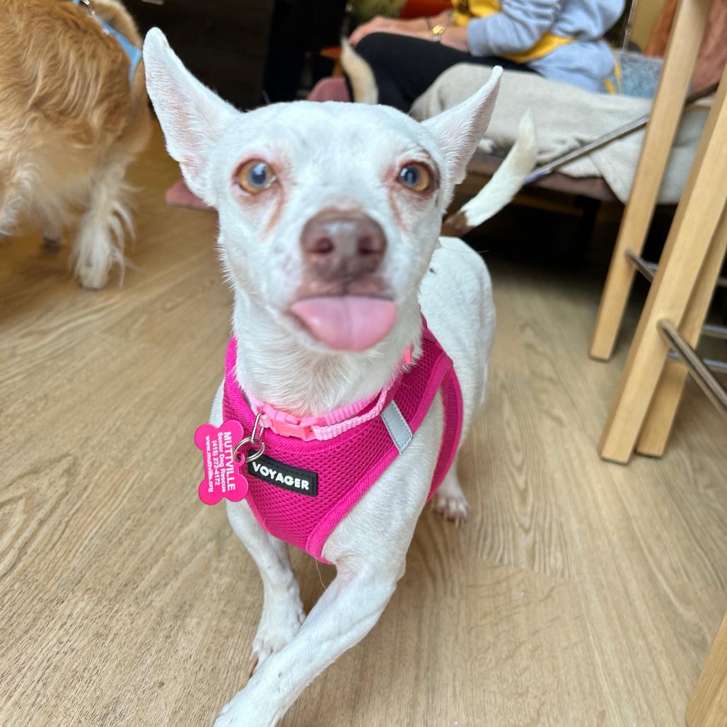 Enlarge Barbie Girl 14519, a Adoptable Terrier in San Francisco, CA image 6/6