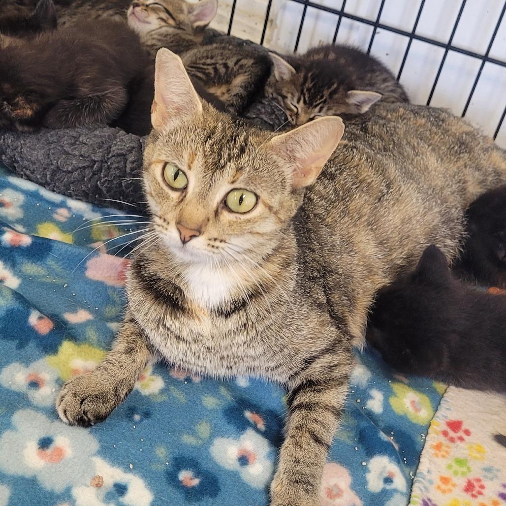 Izzy, Adoptable, Adult Female Domestic Short Hair.