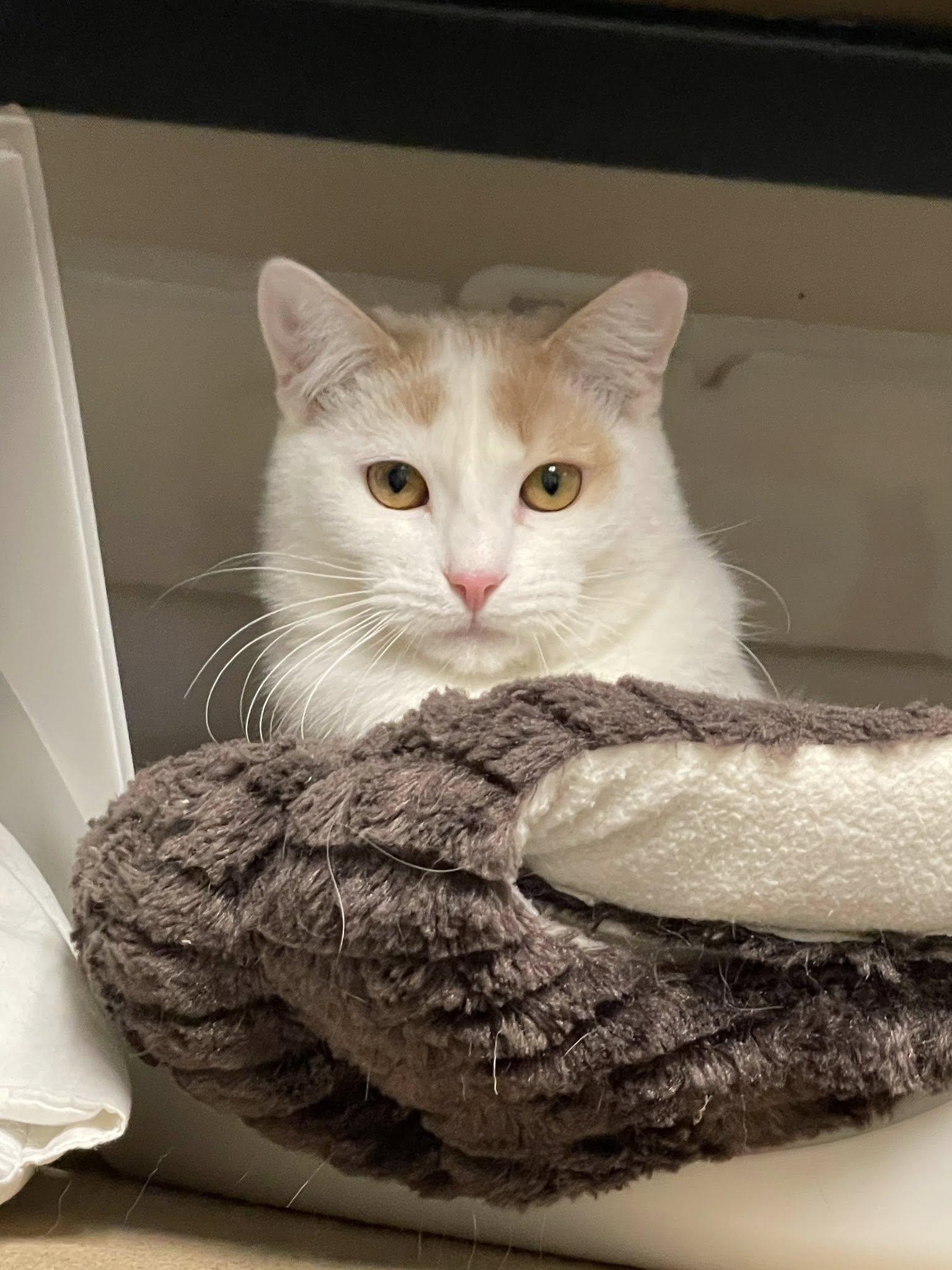 Enlarge Toasted Coconut, a ADOPTABLE Domestic Short Hair in Sterling Heights, MI image 2/3