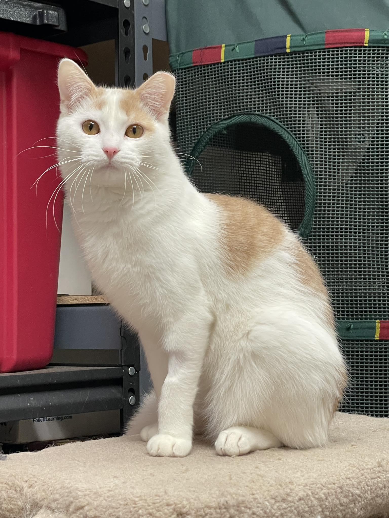 Enlarge Toasted Coconut, a ADOPTABLE Domestic Short Hair in Sterling Heights, MI image 1/3