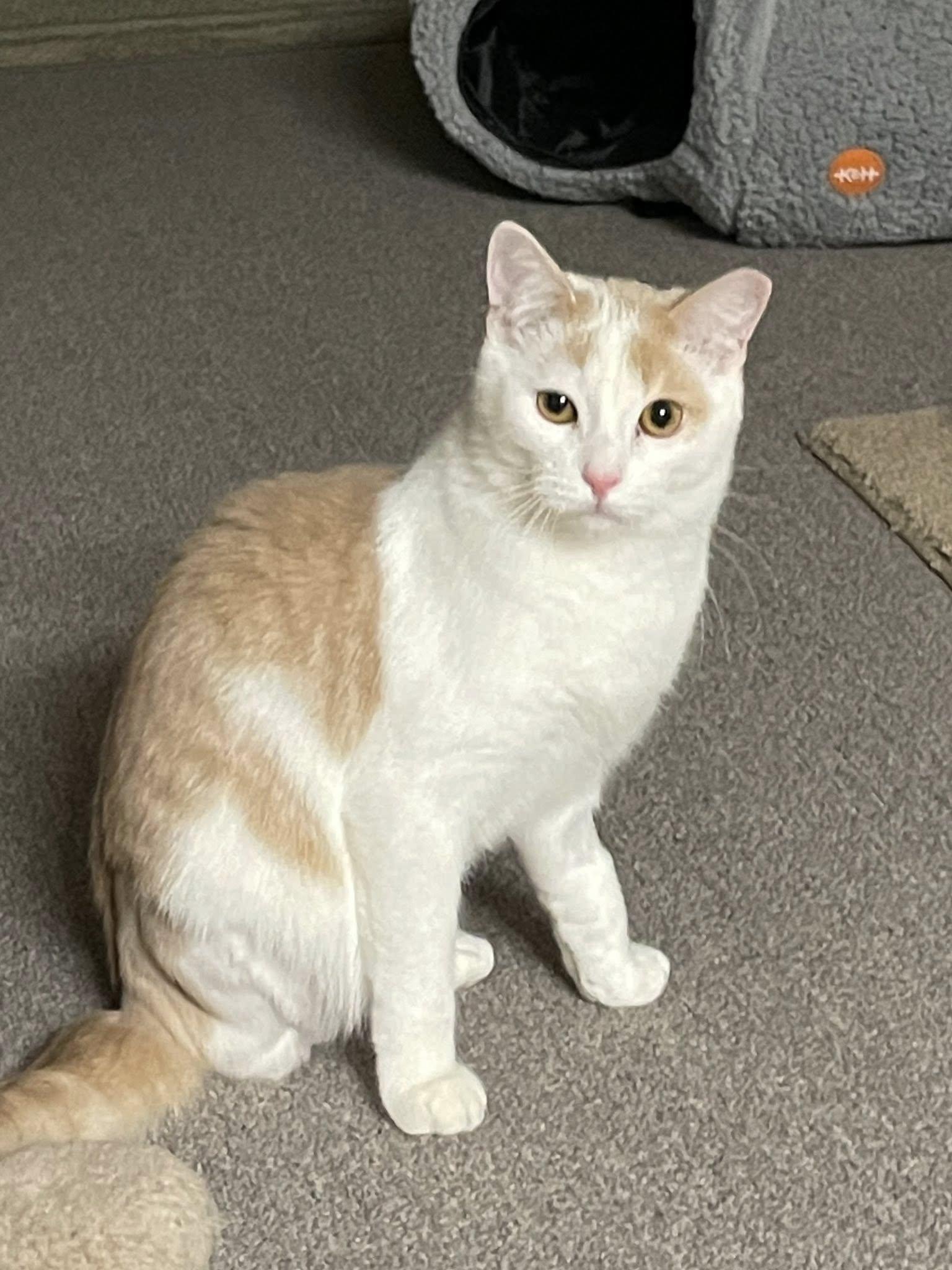 Enlarge Toasted Coconut, a ADOPTABLE Domestic Short Hair in Sterling Heights, MI image 3/3