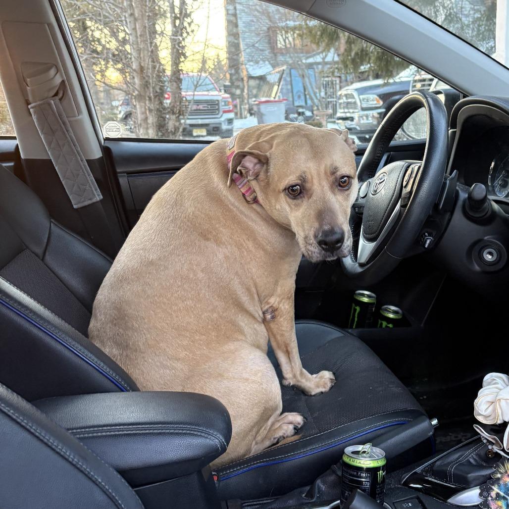 Layla (In Foster), Adoptable, Adult Female Pit Bull Terrier.