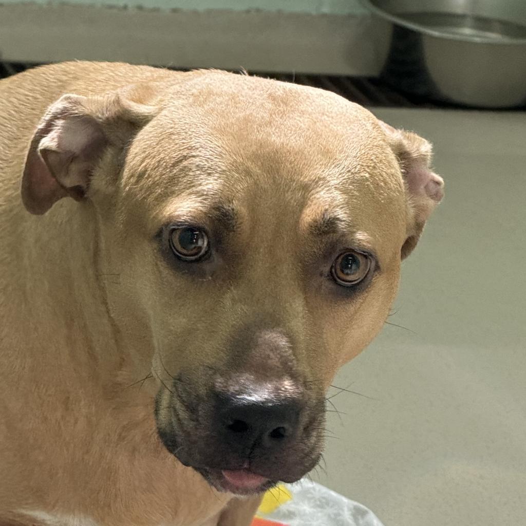 Layla (In Foster), Adoptable, Adult Female Pit Bull Terrier.