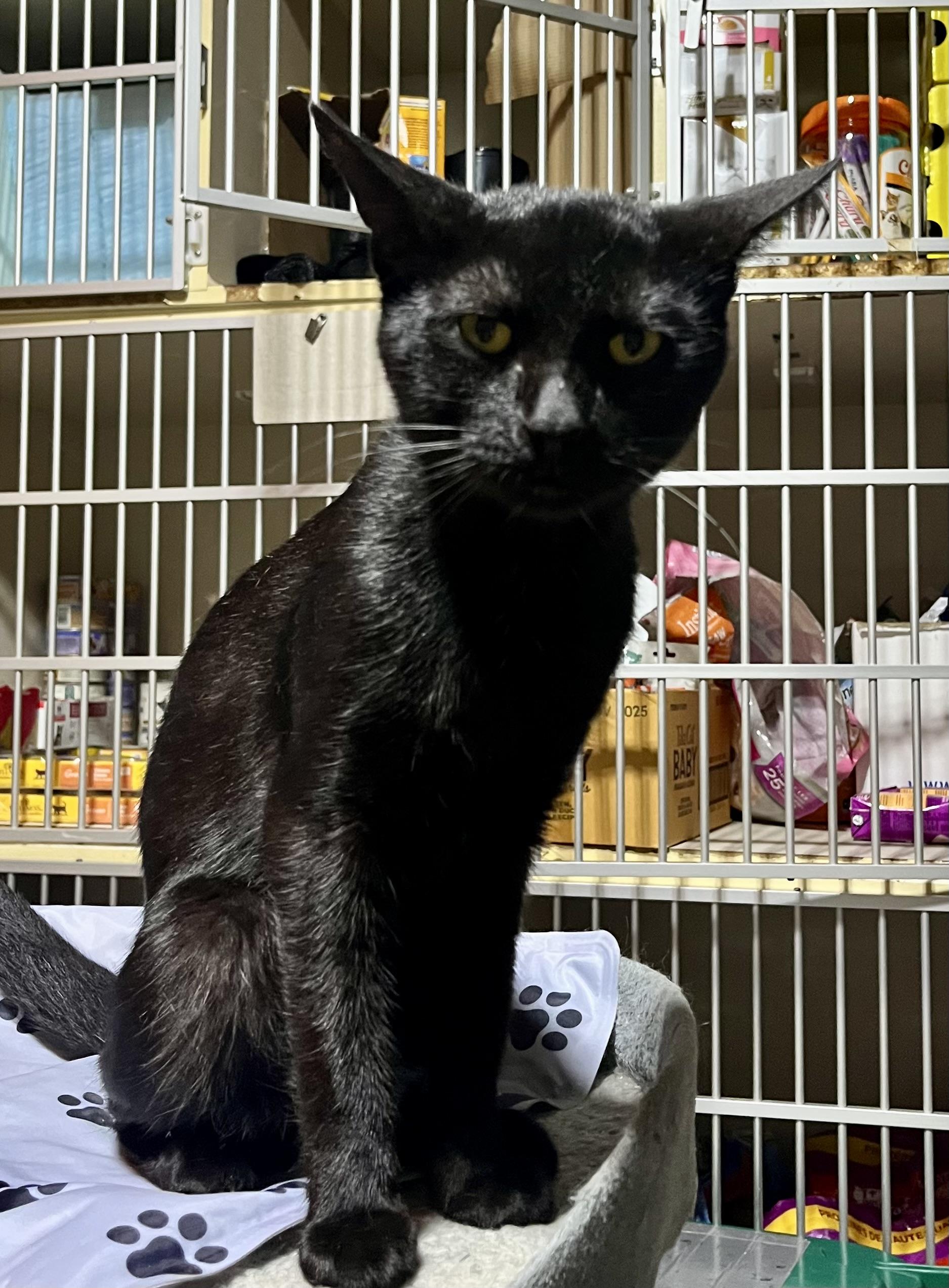 Murray, adopted, Young Male Domestic Short Hair.