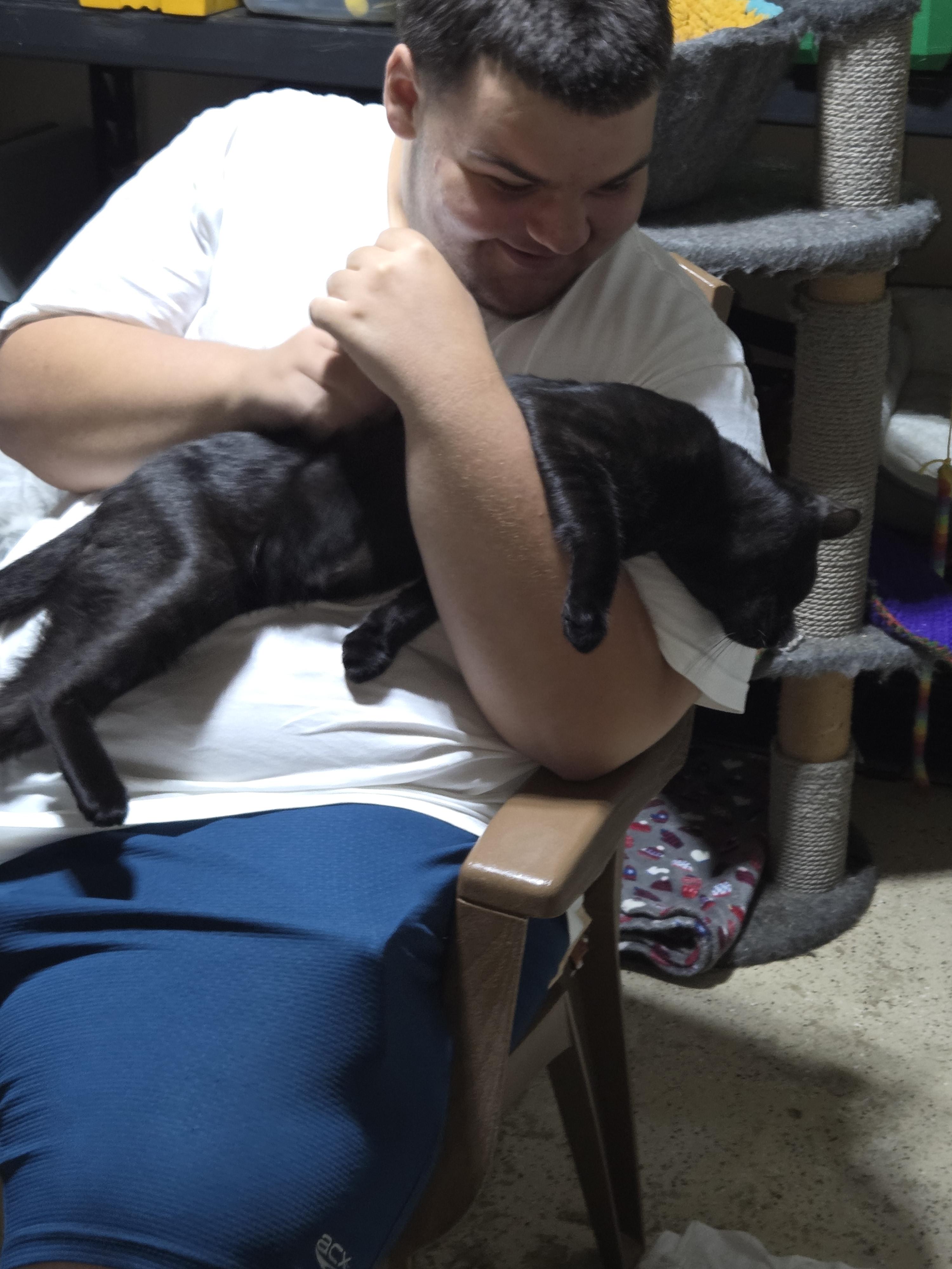 Murray, an adopted Domestic Short Hair in Hamilton, ON image 2/4