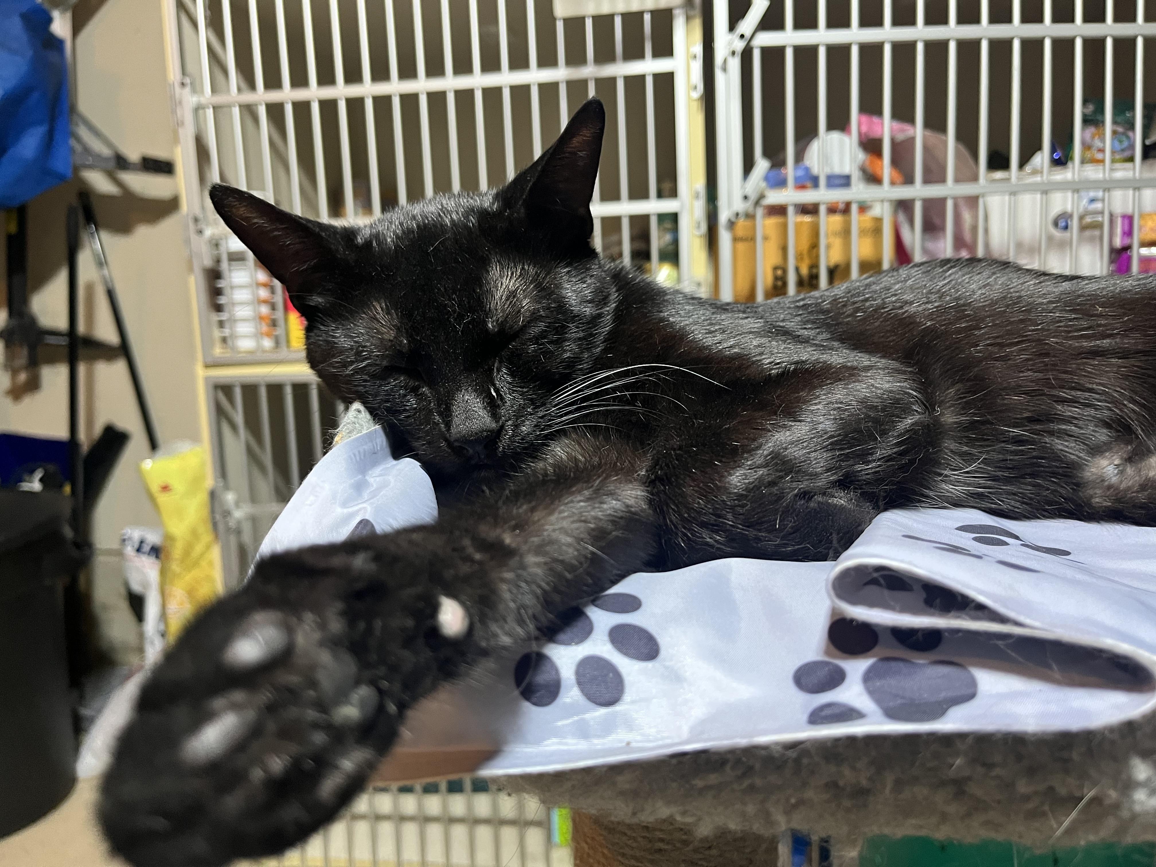 Murray, an adopted Domestic Short Hair in Hamilton, ON image 3/4