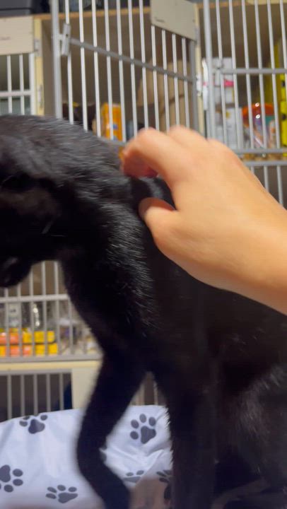 Enlarge Murray, an adopted Domestic Short Hair in Hamilton, ON video 4/4