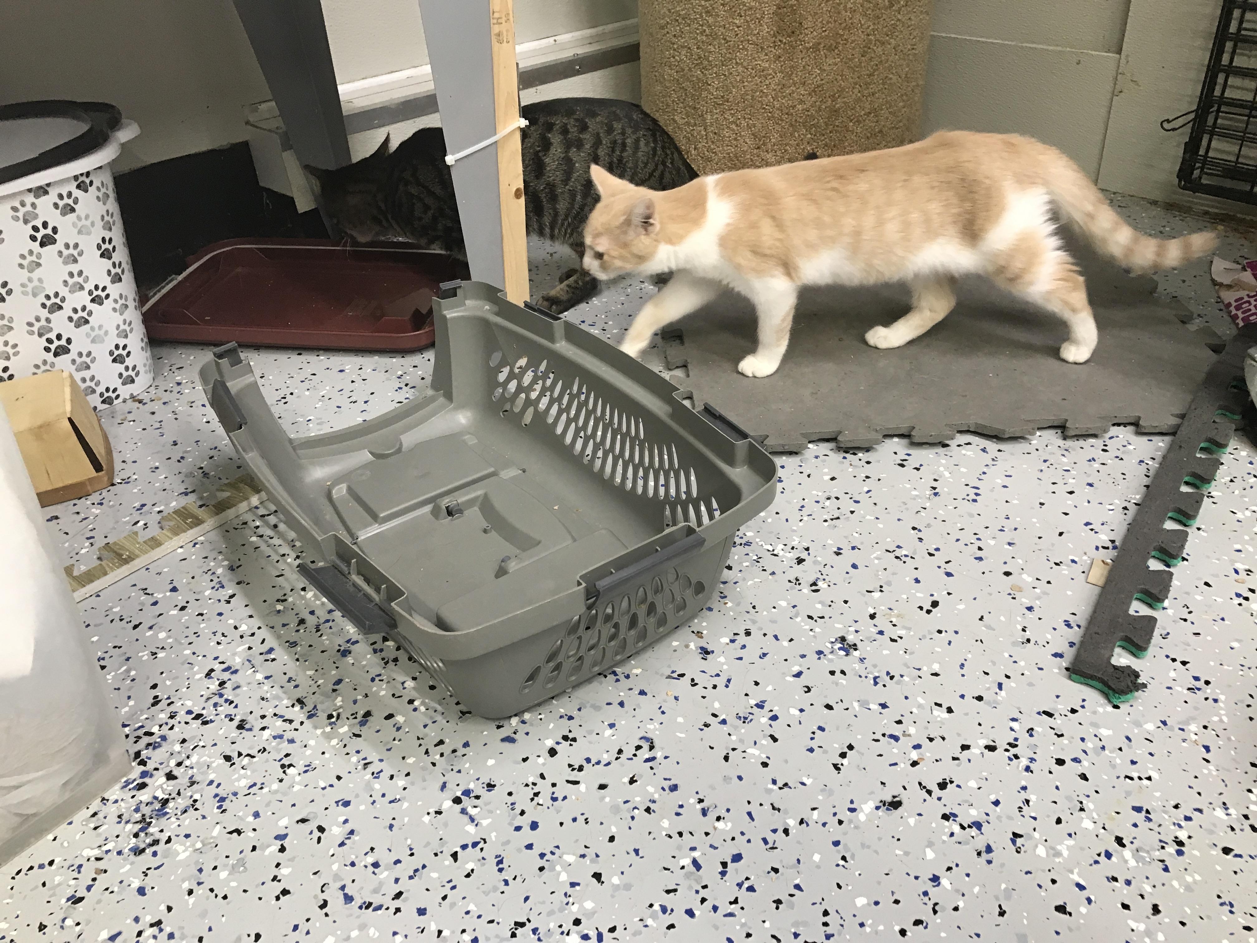 Dreamcicle, a Adoptable mixed breed in Brighton, MI image 2/5