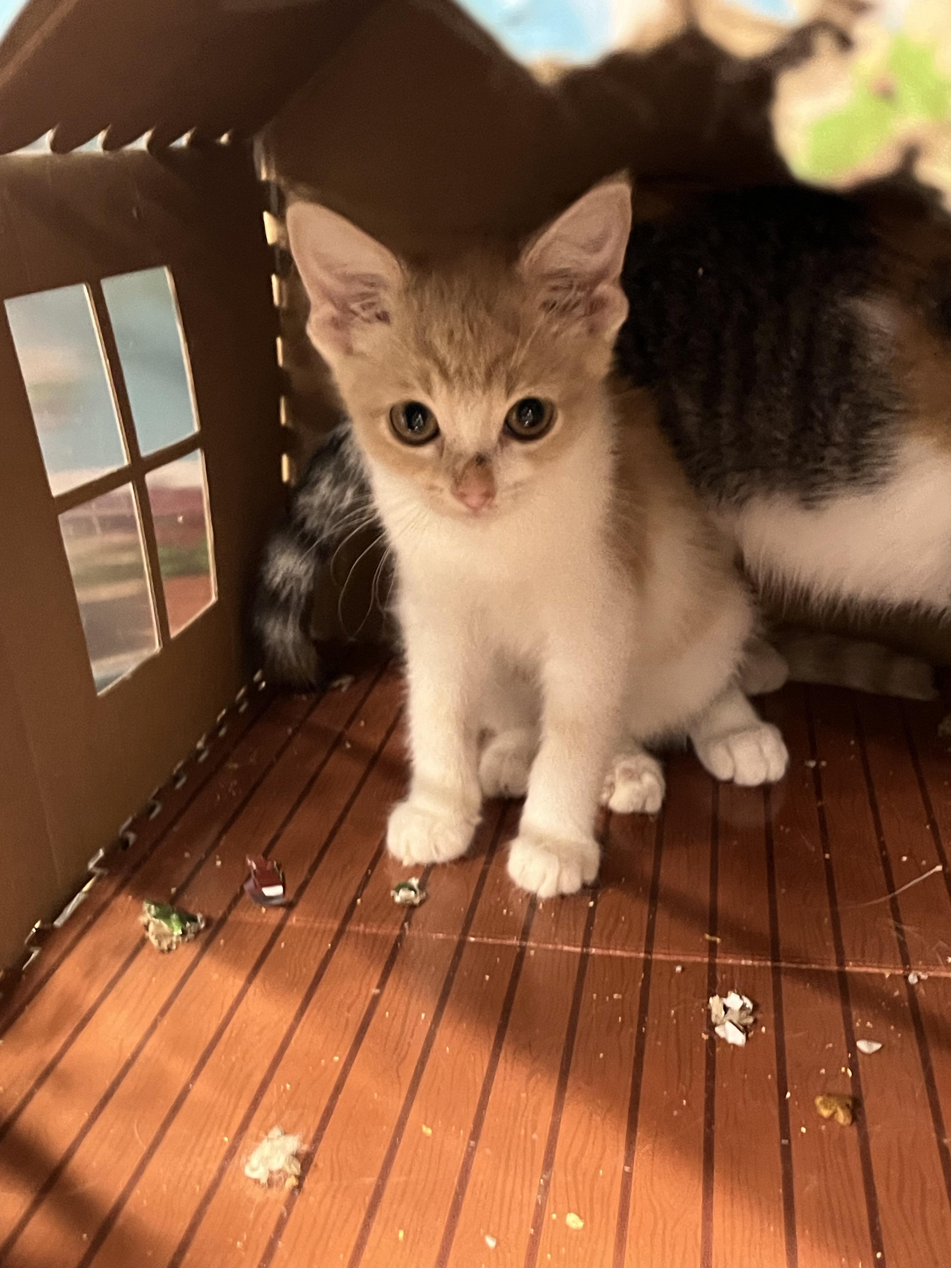 Enlarge Dreamcicle, a Adoptable mixed breed in Brighton, MI image 2/6