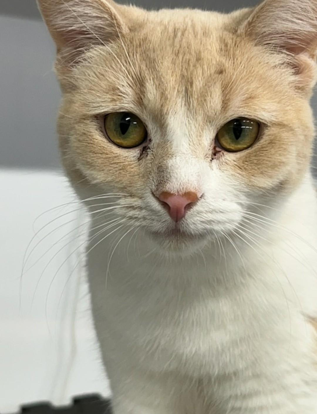 Dreamcicle, a Adoptable mixed breed in Brighton, MI image 5/5