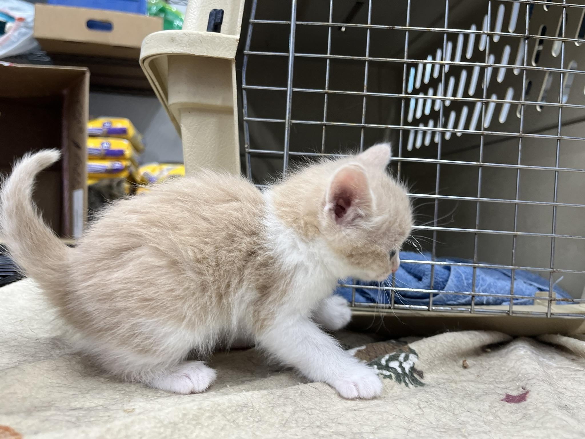 Enlarge Dreamcicle, a Adoptable mixed breed in Brighton, MI image 4/6