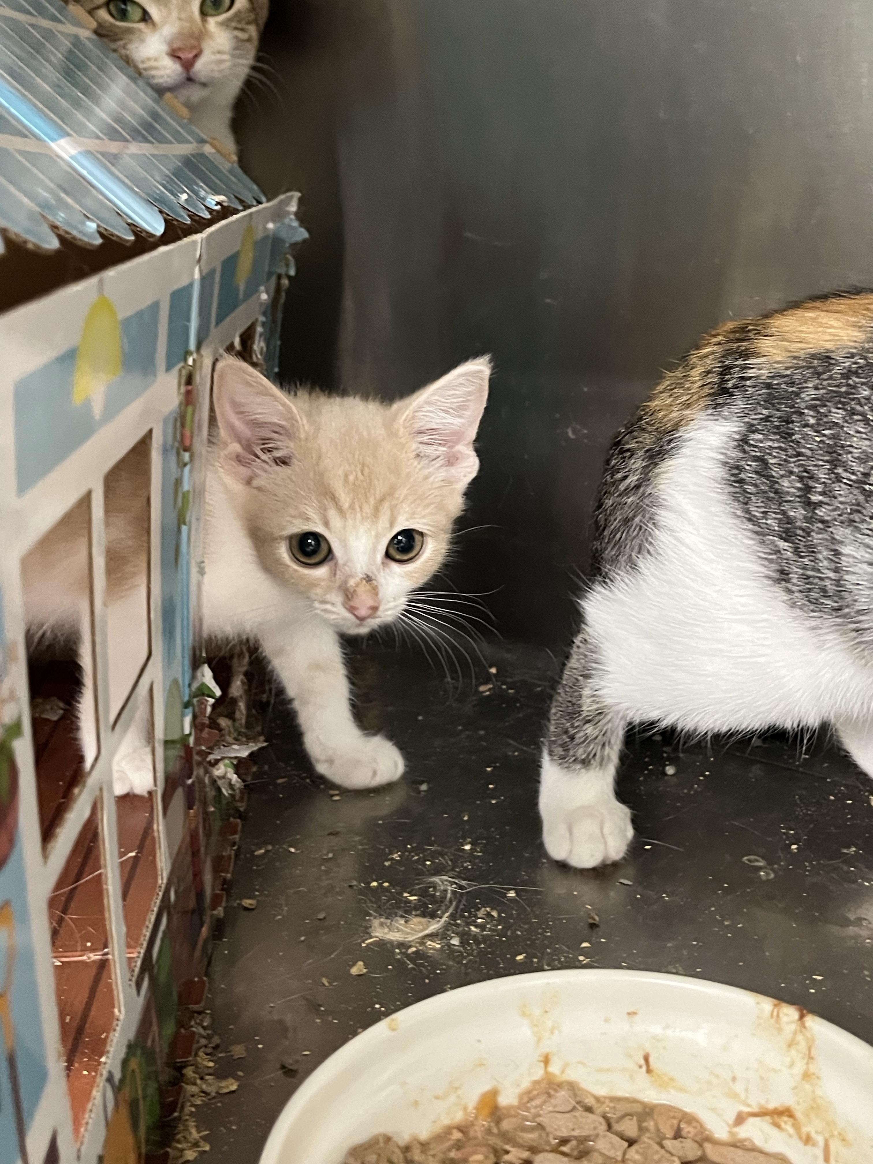 Enlarge Dreamcicle, a Adoptable mixed breed in Brighton, MI image 6/6