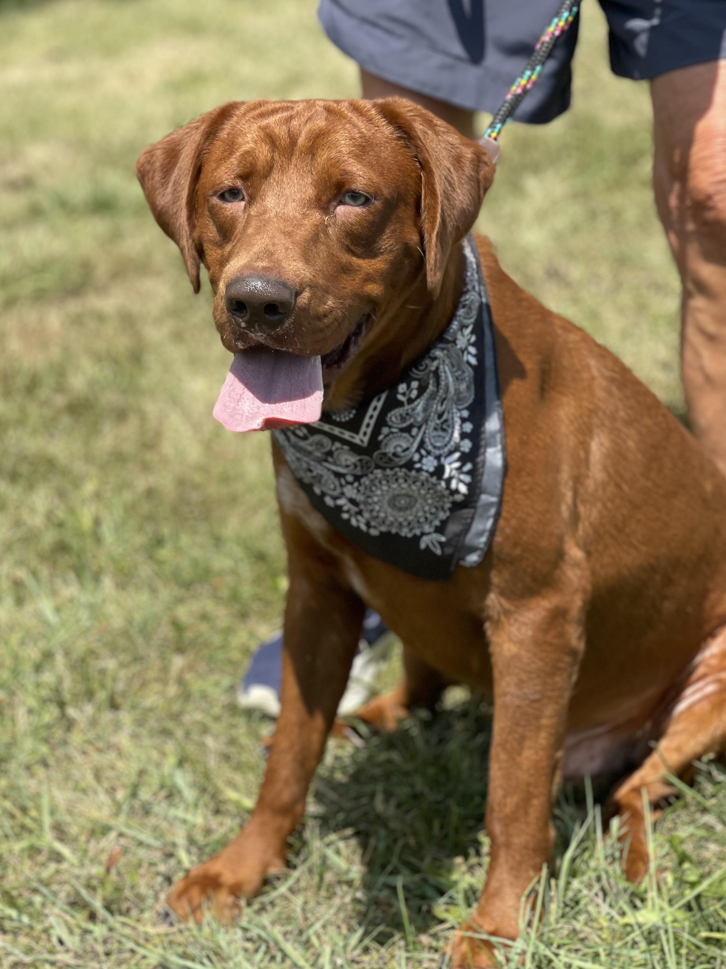 Meet Red a handsome two year little boy with beautiful green eyes sure to drive the girls crazy He 