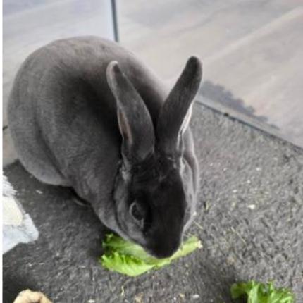 Fluffy, a Adoptable Mini Rex in The Woodlands, TX image 1/4