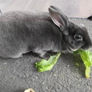 Fluffy, a Adoptable Mini Rex in The Woodlands, TX image 2/4